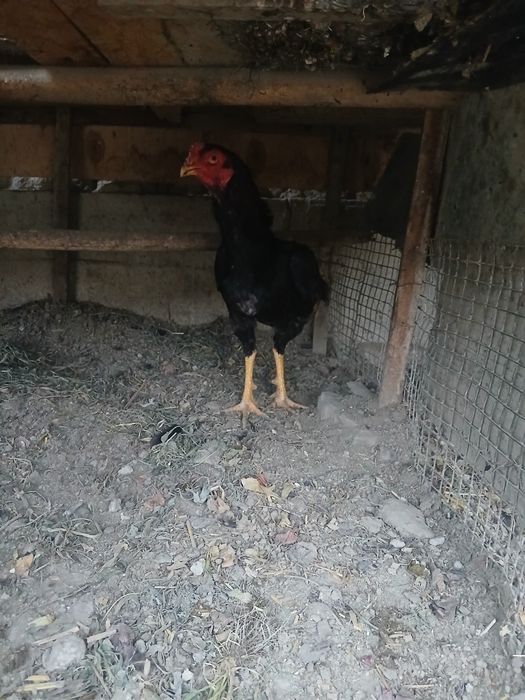 Тухумлар сотилади