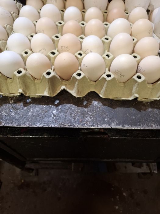 Oua si pui de susex si italieni