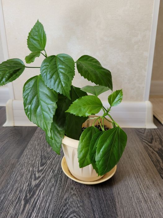 Продам китайскую розу