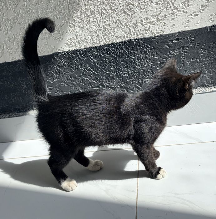 Котёнок 4-6 месяцев ищет дом