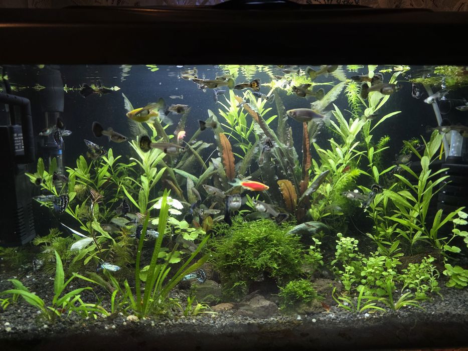 Pesti Acvariu / Guppy si Creveti