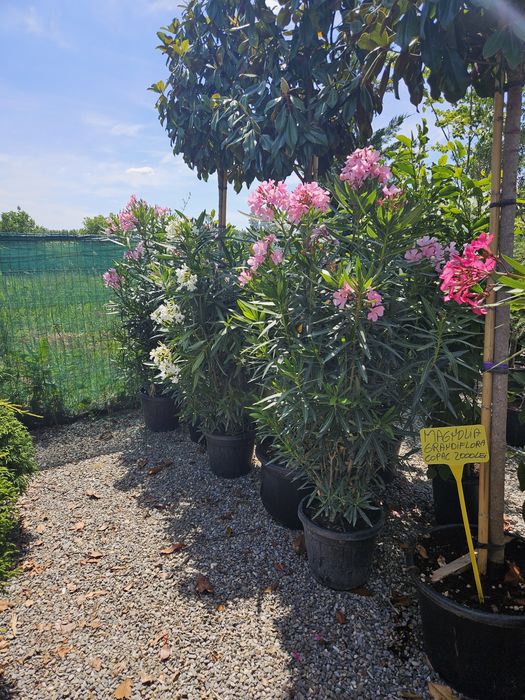 Leandru tufa sau copac superb plin de flori