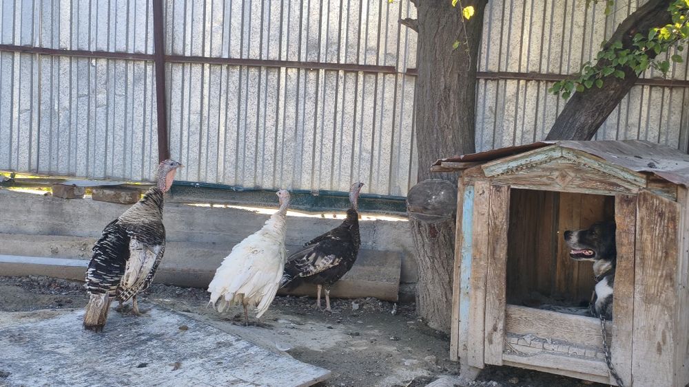 Продам индюшат с индюшками