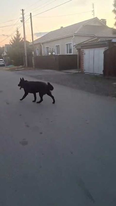 Чей пес? Хозяин, забери!