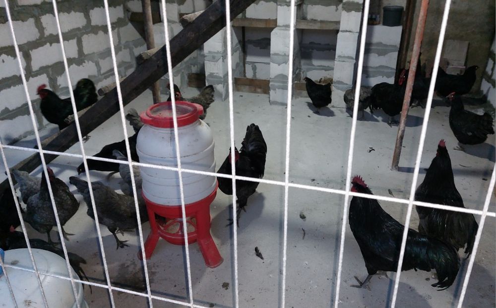 AUSTROLORP!!Cele mai ouatoare gaini din lume.Oua, pui de o zi, gaini