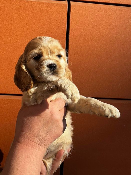 Кокер шпаньол момченце  карамел родословен баща