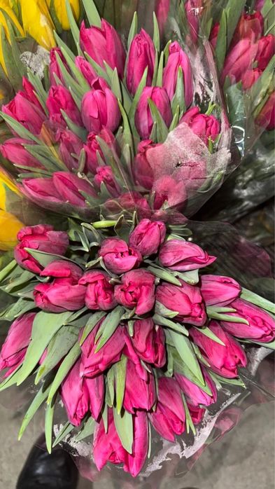 Тюльпан Огромные