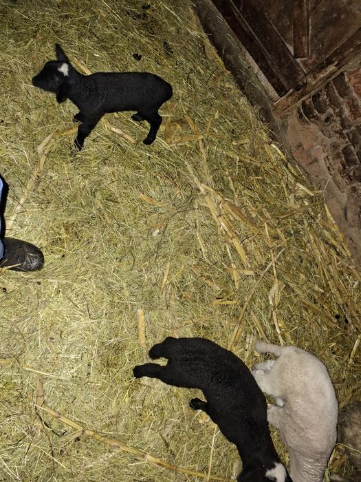 Vând oi cu miei după ele