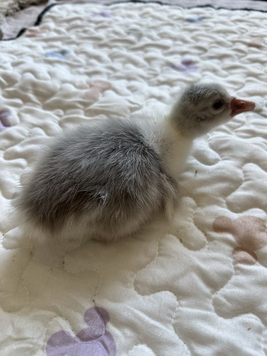 Продам гусят домашних.