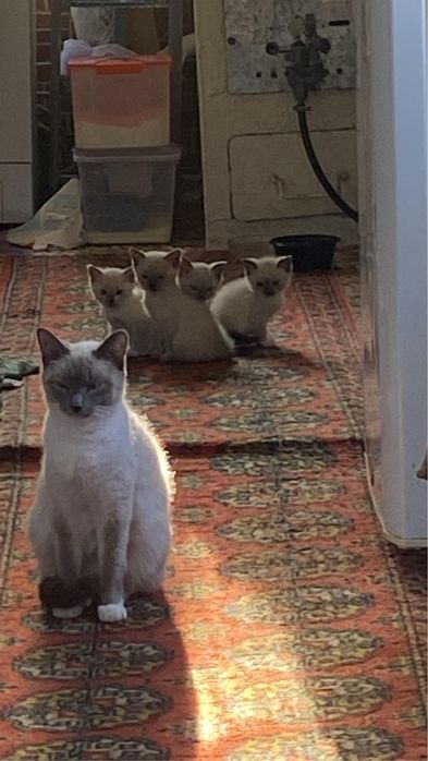 Отдам сиамских котят в хорошие руки
