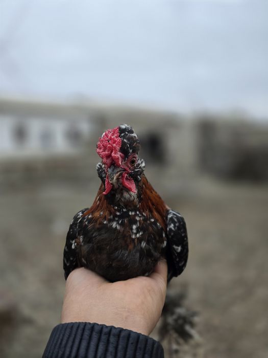 Yapon xoʻroz. Qiziquvchilar uchun. Arzon narxlarda