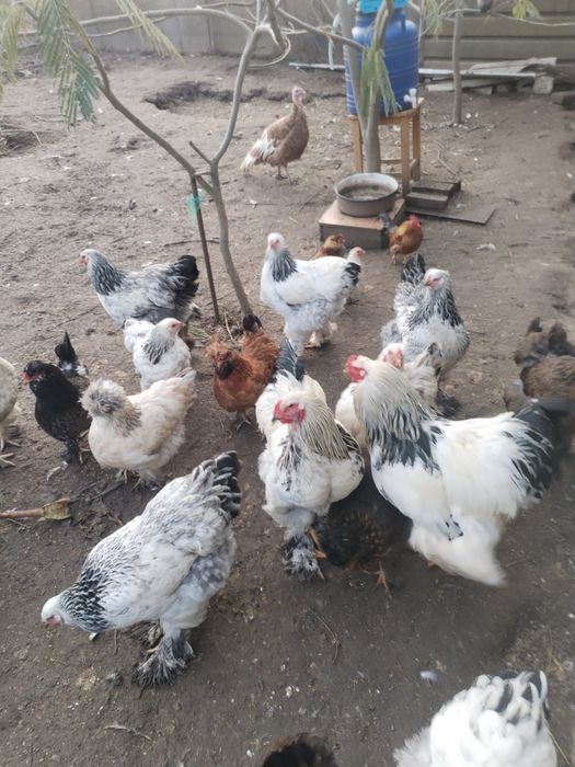Se vând găini din 2025