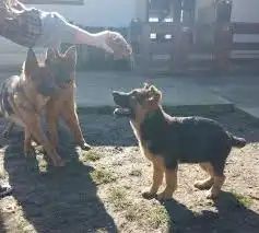 Ciobănesc German 6 luni