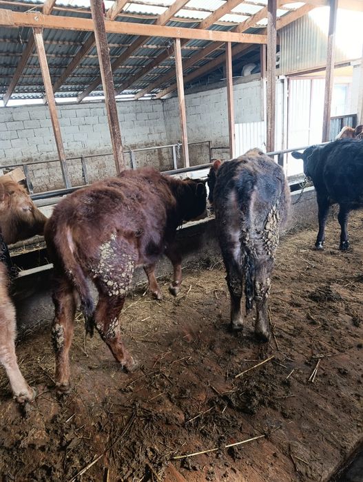 Продаются тёлки годовалые