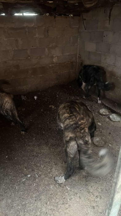 Продавам турски кангал  2 бр мъжки на по 8 месеца