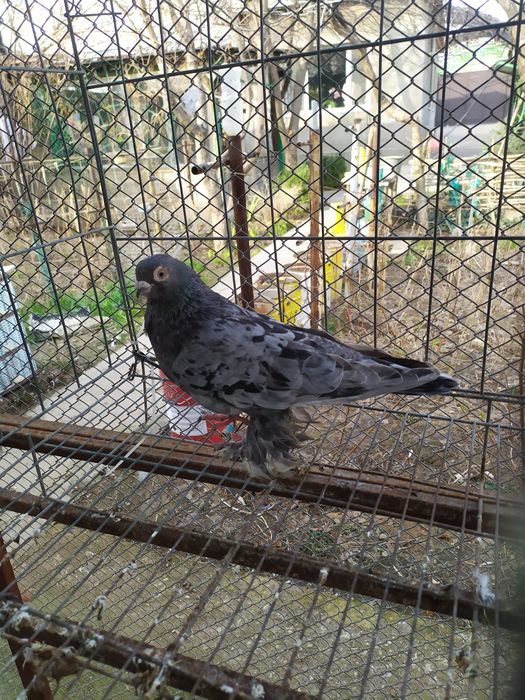 Голубь,  челкарь.