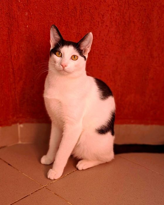 Adoptie pisica motan alb