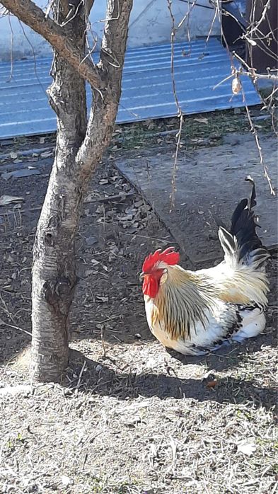 Петух молодой и красивый