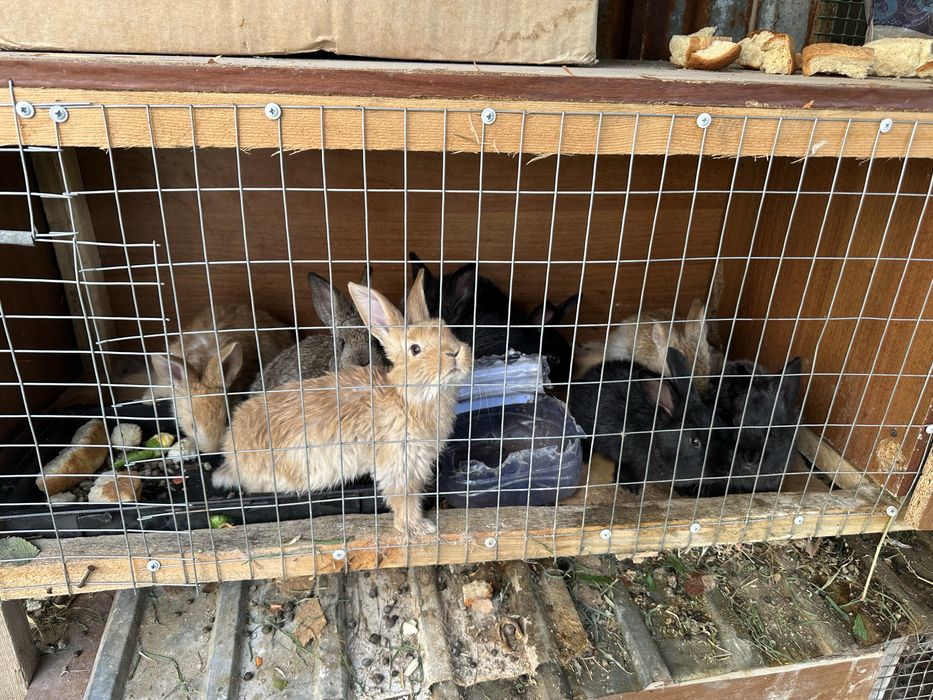 Продаются Кролики