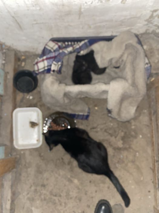 Котята брошенные в добрые руки
