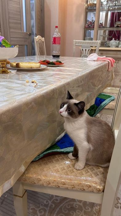 Отдам в хорошие руки кошку