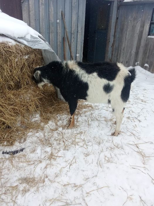 Продам. Козёл . 30тыс . 100тыс.