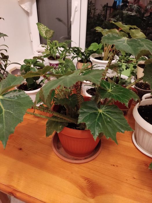 Комнатные цветы Продам