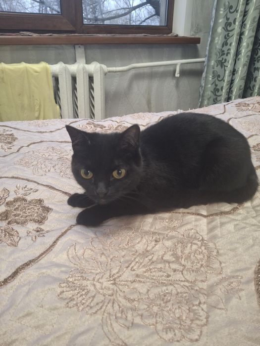 Отдам кошку стерилизованную. Бесплатно. Отдам. В хорошие руки.