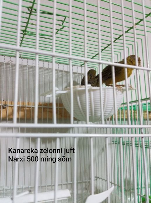 Kanareka zelonni juft