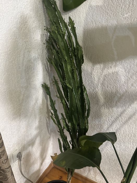 Комнатные цветы для дома офисов