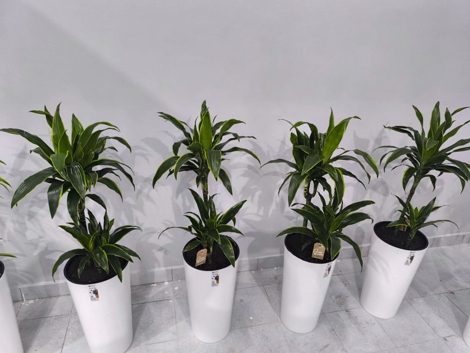 Офисные цветы  Хона гуллари