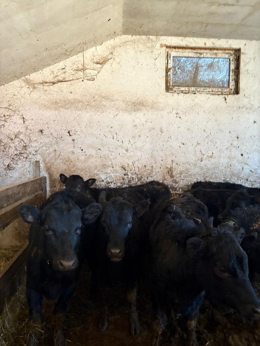 Vând 12 juninci metis de angus