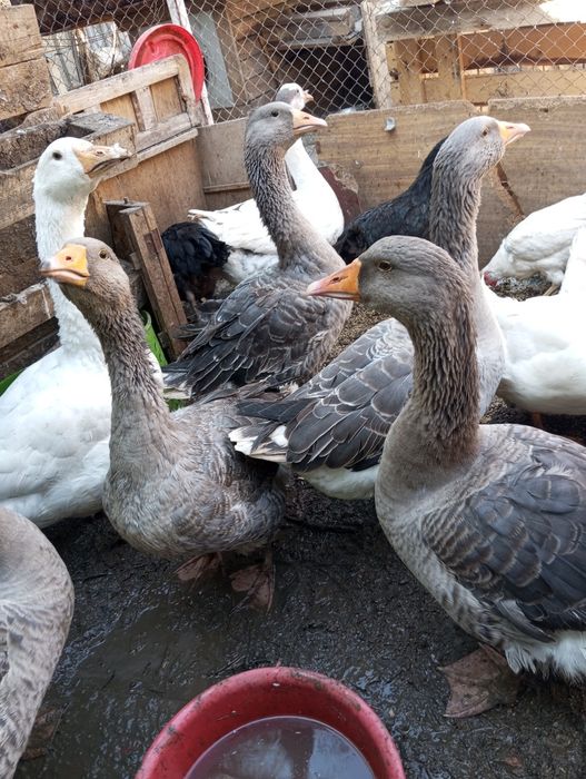 Гуси  на продажу