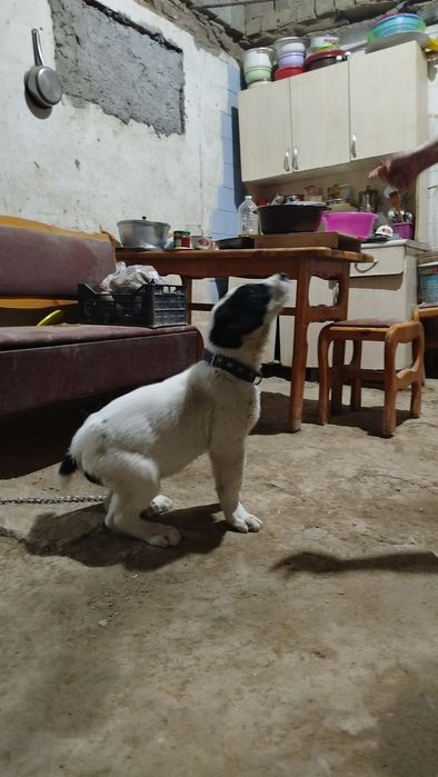 Alabay bolasi zot toza