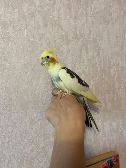 Поступление малышей корелла