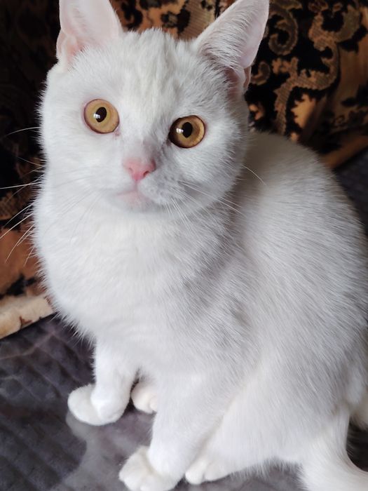 Чисто белая кошечка