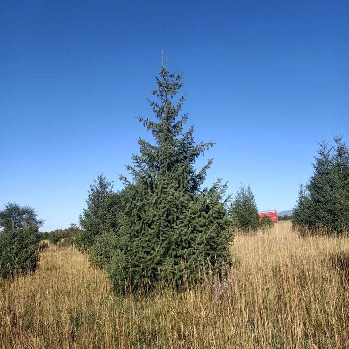 Тянь-Шаньская ель