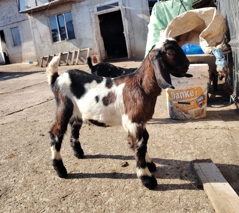 Țăpisor anglo nubian