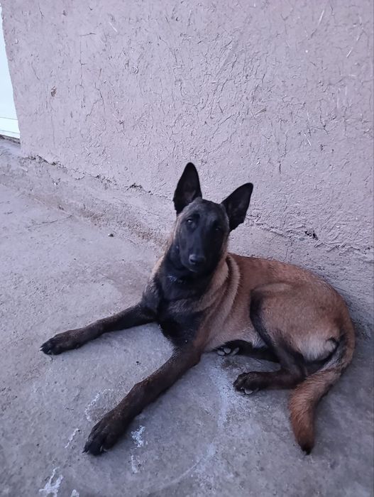 Belgiyeiskiy malinua