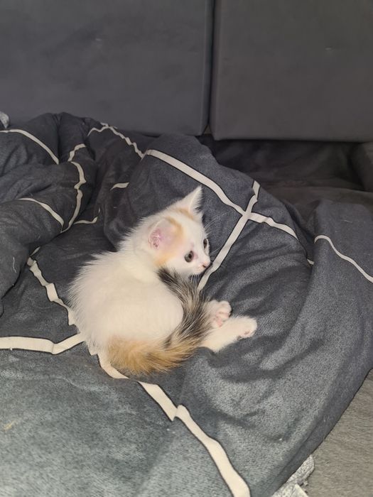 Отдам котят девочек