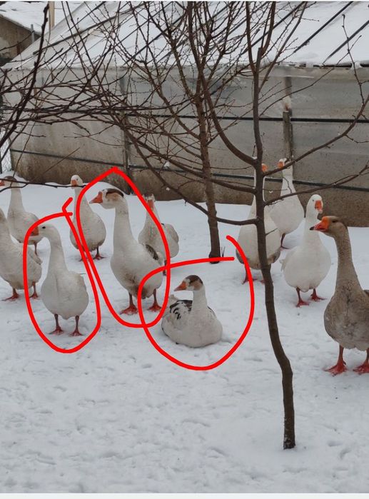 Gâște tinere de dat 2 femele și 1 masc.