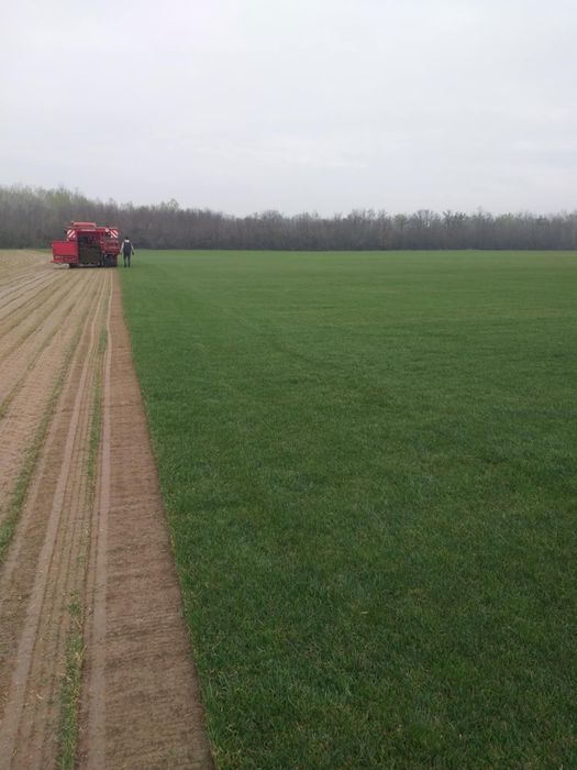 Gazon Rulou și sistem de irigare