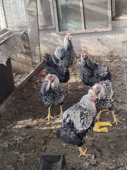 Продам  породистых петухов :