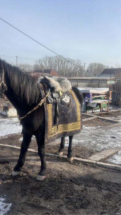 Орловский Айғыр сатылады