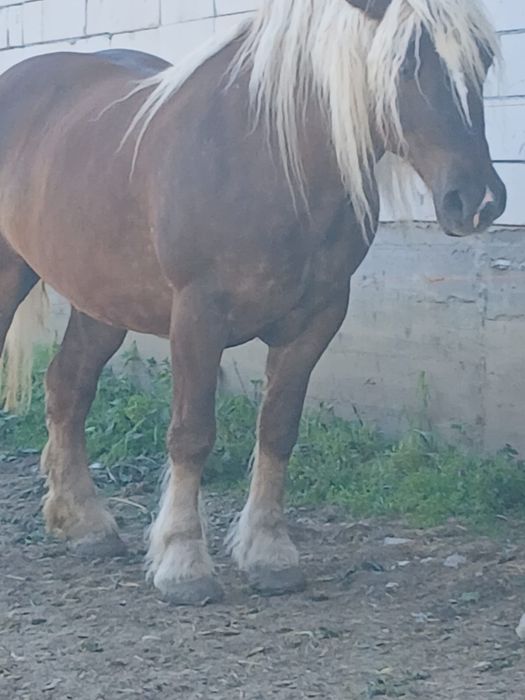 Vând iapă de 4 ani.