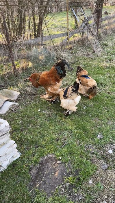 Brahma Columbia Galben-Negru