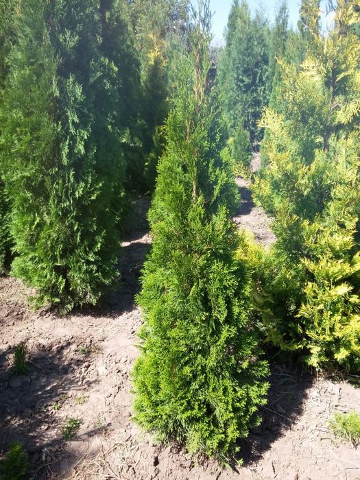 Туя смарагд пиррамидальная