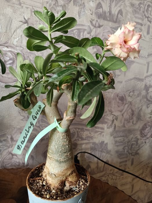 Комнатные цветы, адениум