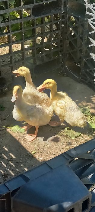 Утята продам срочно