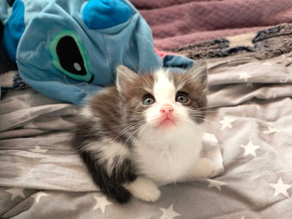Отдам шотландских котят